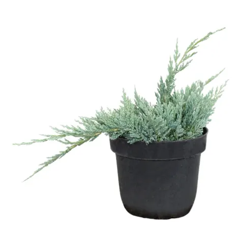 Jałowiec płożący "Blue Chip" 20-30 cm
