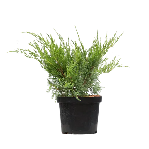 Jałowiec Pfitzera "Mint Julep" sadzonka 30-50 cm