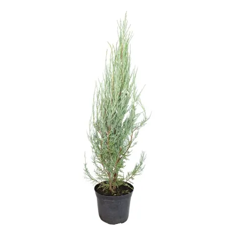 Jałowiec skalny "Blue Arrow" 60-80 cm