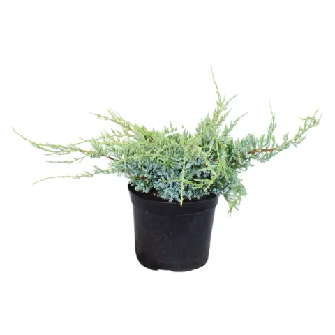 Jałowiec łuskowaty "Blue Carpet" 20-30 cm