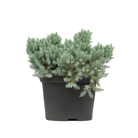 Jałowiec łuskowaty "Blue Star" 10-15 cm