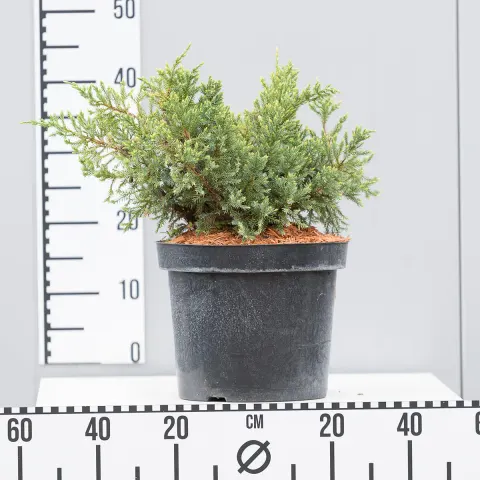Jałowiec Łuskowaty 'Dream Joy' – Sadzonka 20 cm