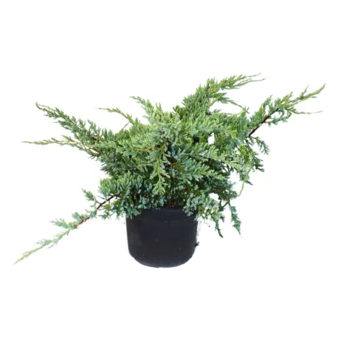 Jałowiec łuskowaty "Holger" 20-30 cm