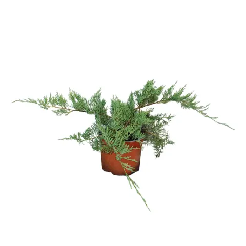 Jałowiec wirginijski "Hetz" 40-60 cm