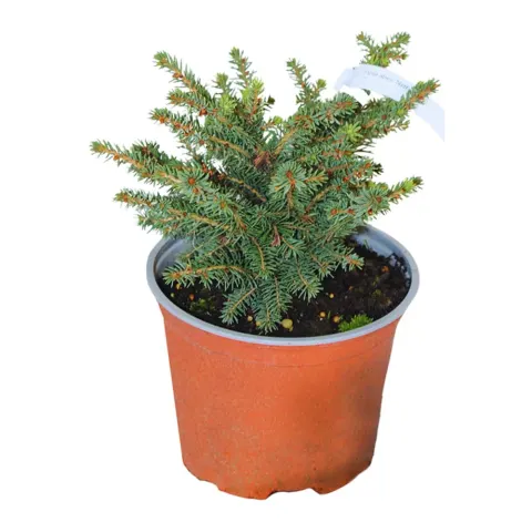 Świerk pospolity "Nidiformis" 20-25 cm