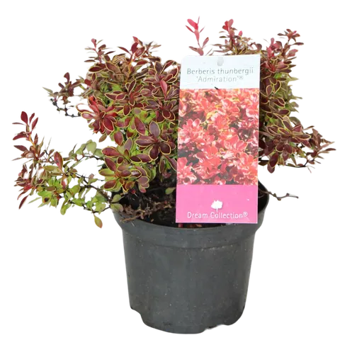Berberys Thunberga 'Admiration' – Sadzonka 15-25 cm