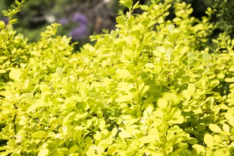 Berberys Thunberga 'Aurea' – Sadzonka 15-25 cm