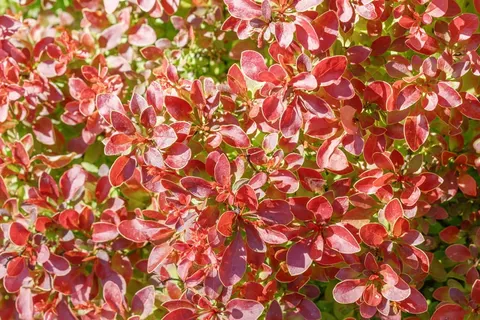 Berberys Thunberga 'Coronita' – Sadzonka 15-25 cm