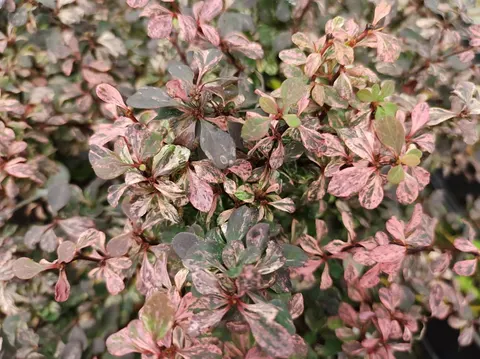 Berberys Thunberga 'Inspiration' – Sadzonka 15-25 cm