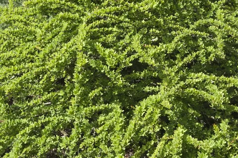 Berberys Thunberga 'Kobold' – Sadzonka 15-25 cm