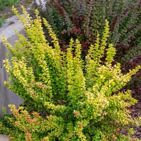 Berberys Thunberga 'Maria' PBR – Sadzonka 30 cm