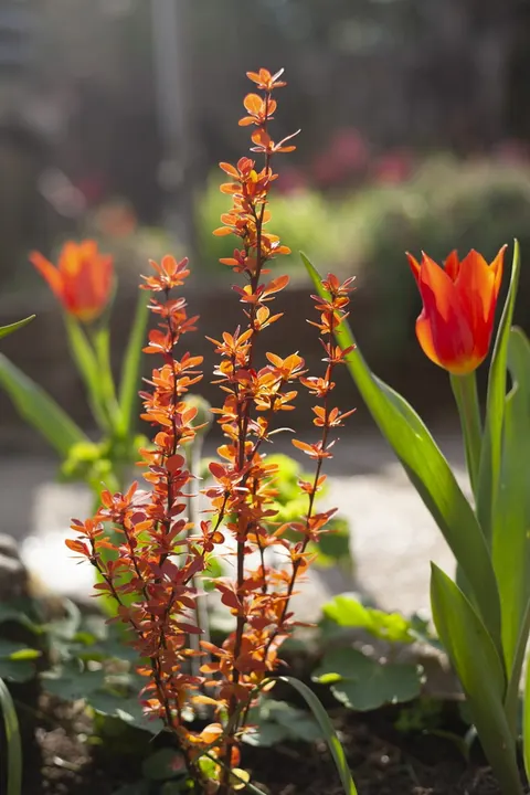 Berberys Thunberga 'Orange Ice' PBR – Sadzonka 15-25 cm
