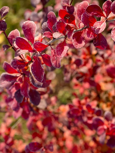 Berberys Thunberga 'Red Compact' – Sadzonka 15-25 cm