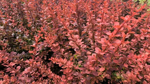 Berberys Thunberga 'Red Pilar' – Sadzonka 15-25 cm
