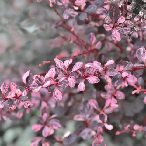 Berberys Thunberga 'Flamingo' – Sadzonka 15-25 cm