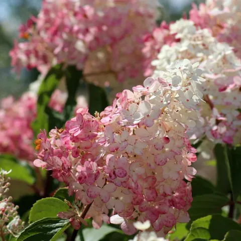 Hortensja Bukietowa 'Pinky Winky' – Sadzonka 30-40 cm