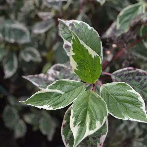 Dereń Biały 'Sibrica Variegata' – Sadzonka 40-50 cm
