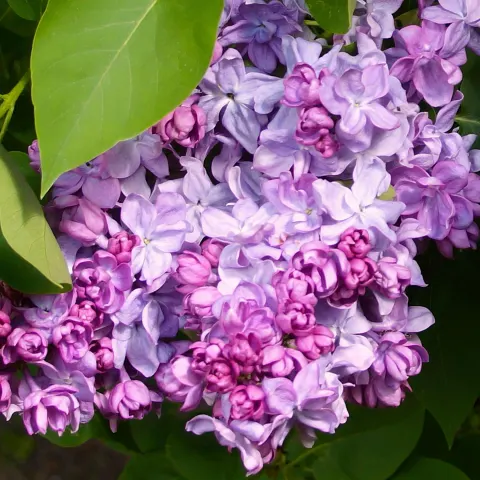 Lilak Pospolity 'Katherine Havemeyer' – Sadzonka 30 cm