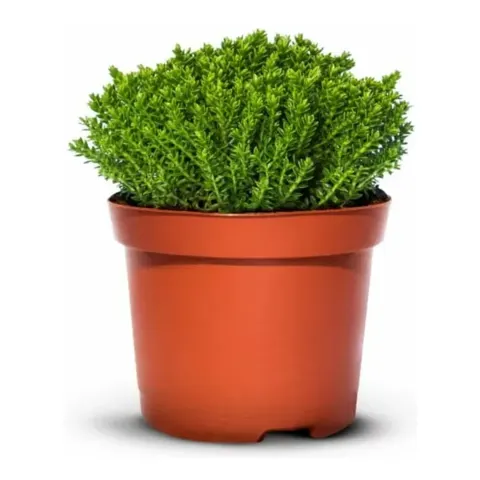 Hebe Green Globe – 9 szt. – zimozielona roślina okrywowa do rabat – Iglaco