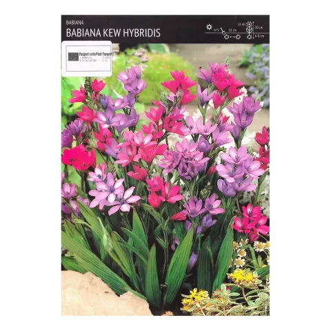 Babiana Kew Hybridis – 5 szt. – kolorowe kwiaty do ogrodu i donic – Benex