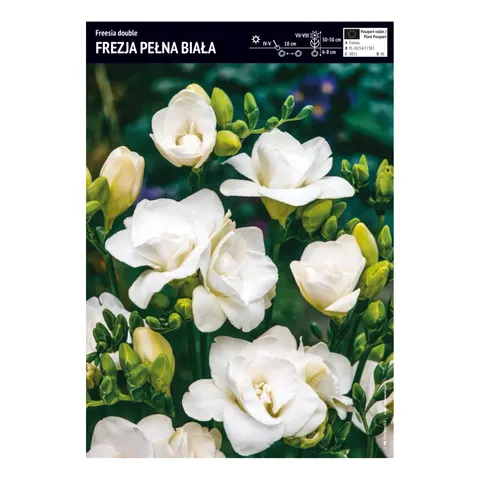 Frezja pełna biała – 10 szt. – pachnące kwiaty do ogrodu i bukietów – Benex