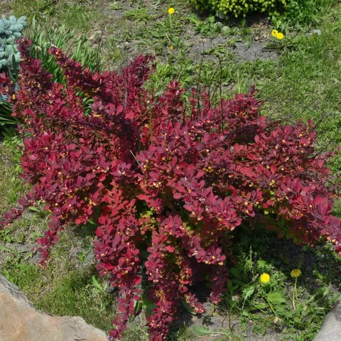 Berberys Thunberga Red Dream – 15-25 cm – czerwony krzew do żywopłotów i rabat – Botana
