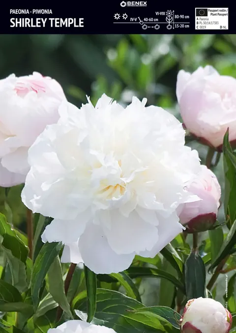 Piwonia Shirley Temple – 1 karpa – pełne kremowo-białe kwiaty do ogrodu – Benex