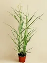 Proso rózgowate Squaw – sadzonka 40–60 cm – czerwone przebarwienia i pionowy pokrój – Botana