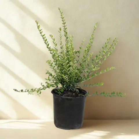 Suchodrzew chiński Moss Green – 30–50 cm – zimozielna alternatywa bukszpanu – Botana