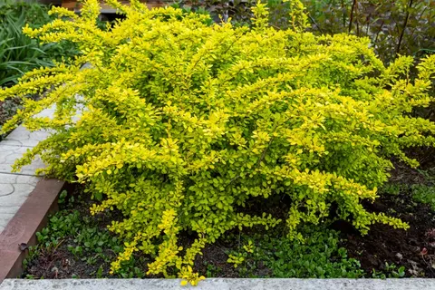 Berberys Thunberga Tiny Gold – 15–25 cm – złote liście do rabat i donic – Botana