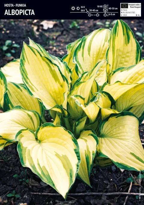 Funkia "Albopicta" - cebula 1 szt.
