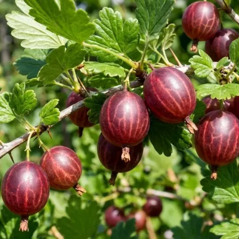 Agrest czerwony Hinnonmaki Rot – 20–40 cm – słodko-kwaskowe owoce i łatwa uprawa – Botana