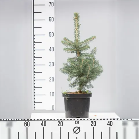 Świerk Srebrny Kłujący 'Majestic Blue' – Sadzonka 40 cm