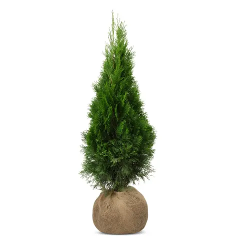 Tuja Szmaragd 100-110 cm – 40 szt. pakiet