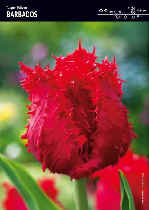Tulipan "Barbados" - 10 szt.