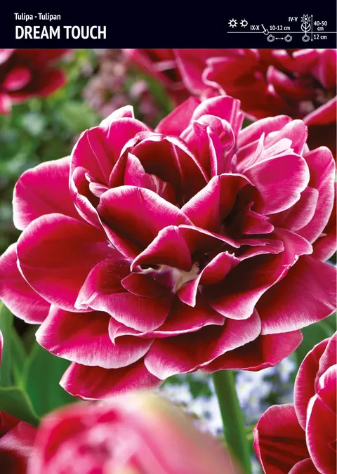 Tulipan "Dream Touch" - 10 szt.