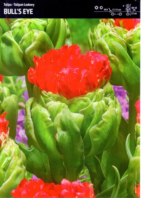 Tulipan "Bull's Eye" - 10 szt.