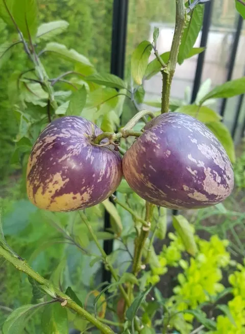 Psianka melonowa "Pepino"