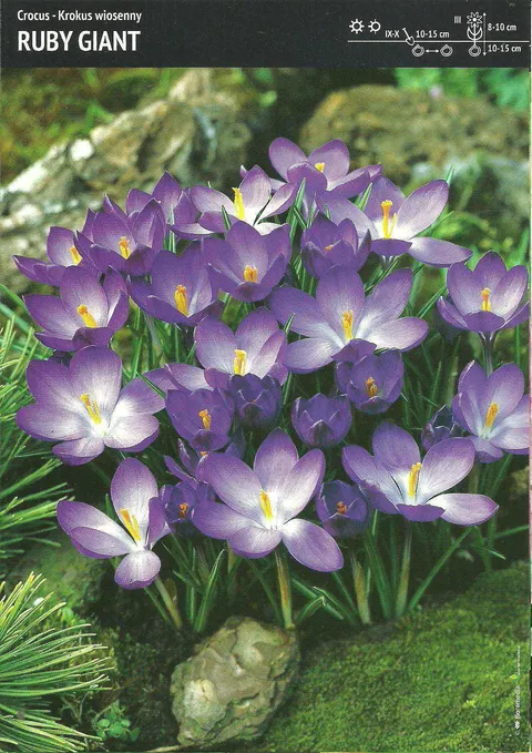 Krokus "Ruby Giant" - 30 szt.