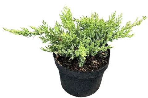 Jałowiec sabiński "Tamariscifolia" 20-30 cm