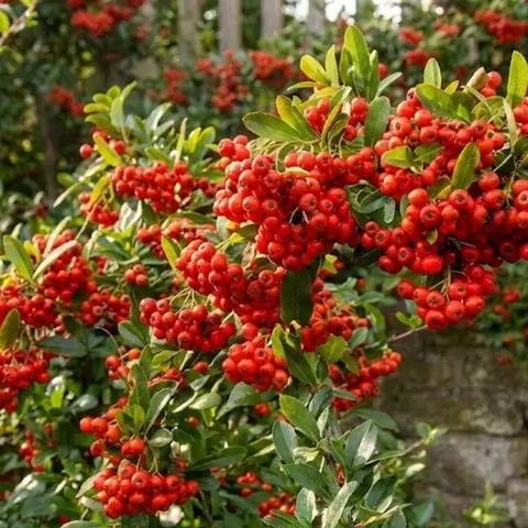 Ognik szkarłatny 'Red Column' (Pyracantha Coccinea Red Column) - sadzonka ognika