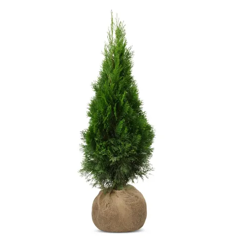 Tuja Szmaragd 120-130 cm – 20 szt. pakiet