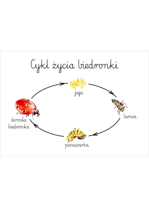 Plakat edukacyjny Cykl życia biedronki A3