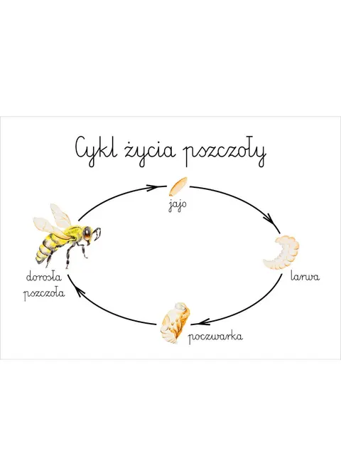 Plakat edukacyjny Cykl życia pszczoły A3