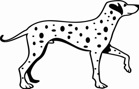 Naklejka na ścianę Dalmatyńczyk 70
