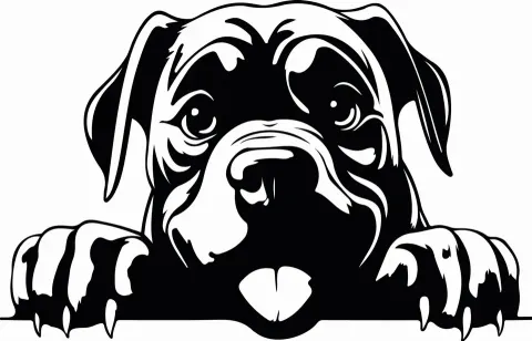 Naklejka ścienna CANE CORSO 83