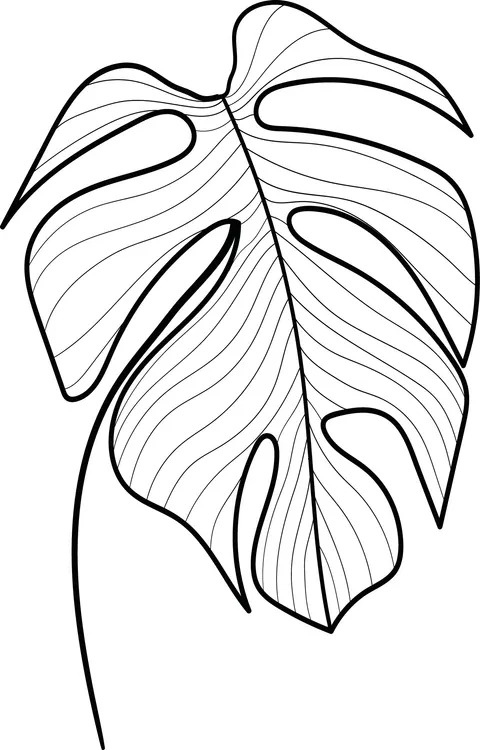 Naklejka na ścianę MONSTERA 9