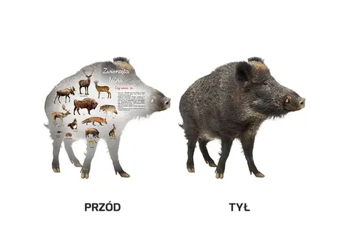 Tablica kształtowa - Ssaki