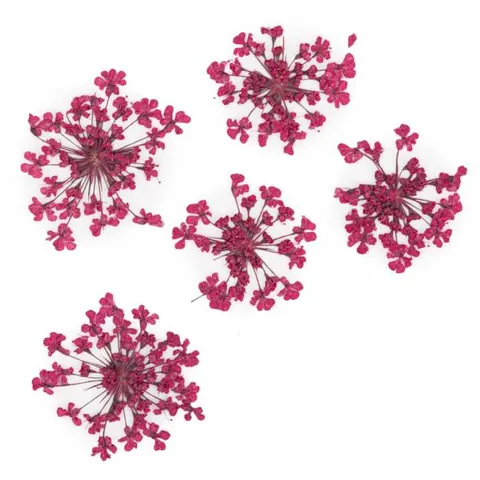 MollyLac Ozdoba Suszone Kwiatki Fuchsia 5szt