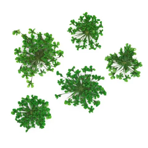 MollyLac Ozdoba Suszone Kwiatki Green 5szt